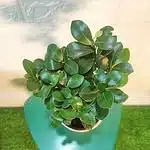 Ficus Microcarpa Ginseng Bonsai Plant - Image 9