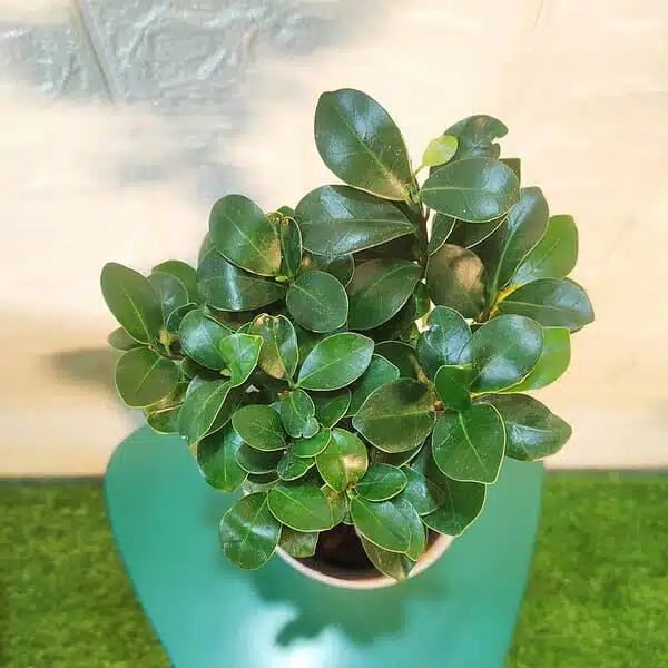 Ficus Microcarpa Ginseng Bonsai Plant - Image 9