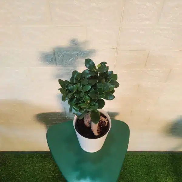 Ficus Microcarpa Ginseng Bonsai Plant - Image 5