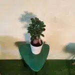 Ficus Microcarpa Ginseng Bonsai Plant - Image 6