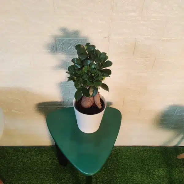 Ficus Microcarpa Ginseng Bonsai Plant - Image 6