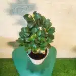 Ficus Microcarpa Ginseng Bonsai Plant - Image 8