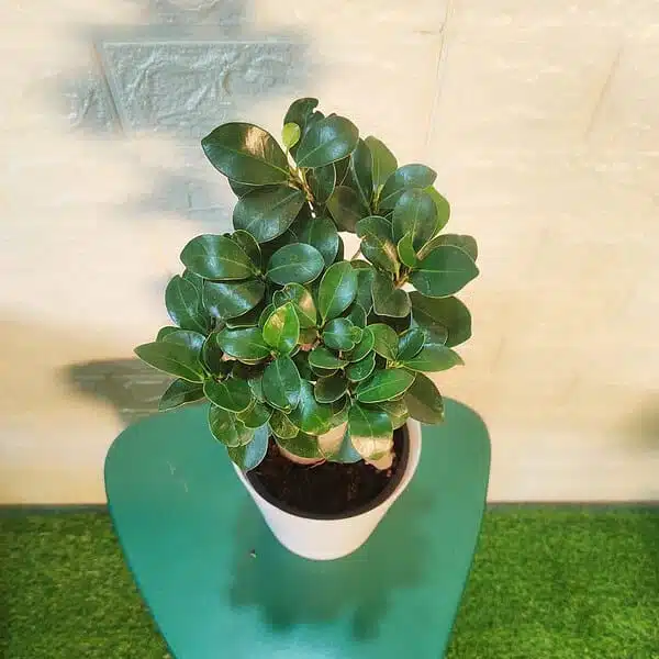 Ficus Microcarpa Ginseng Bonsai Plant - Image 8