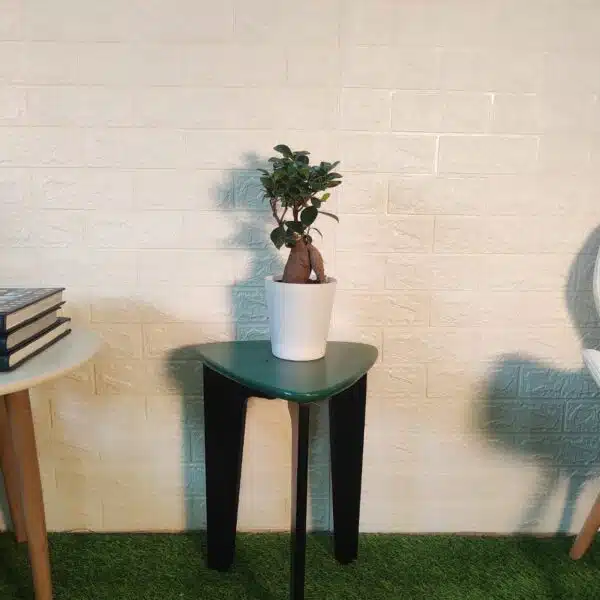 Ficus Microcarpa Ginseng Bonsai Plant - Image 2