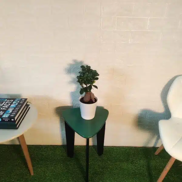 Ficus Microcarpa Ginseng Bonsai Plant - Image 3