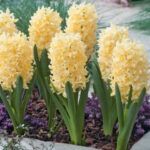 Holland Hyacinth ' Yellow Stone' Pack of 3 bulbs