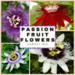 Passiflora -Krishan Kamal- Plant (Mix Colors)