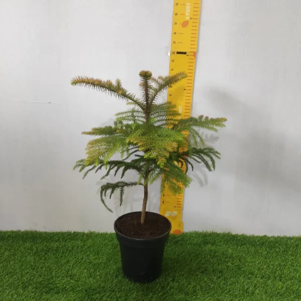 Araucaria cookii (Captain Cook's pine) - Image 3