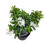 Ixora (Rugmini) Mini Dwarf White