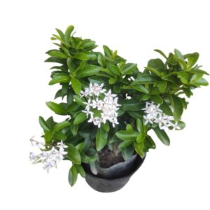 Ixora (Rugmini) Mini Dwarf White