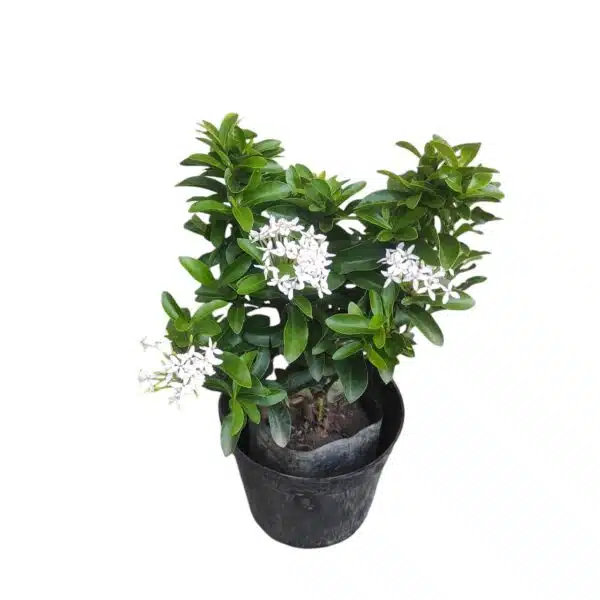 Ixora (Rugmini) Mini Dwarf White - Image 2