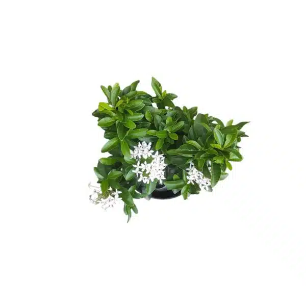 Ixora (Rugmini) Mini Dwarf White - Image 3