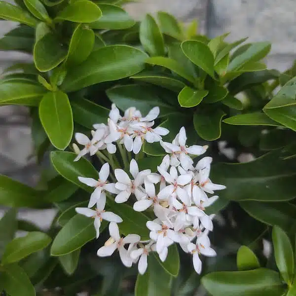 Ixora (Rugmini) Mini Dwarf White - Image 4