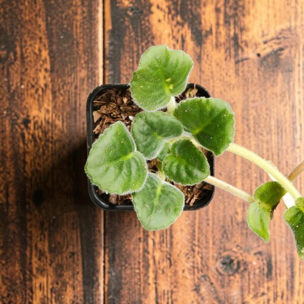 African Violets (Random Color) - Image 3