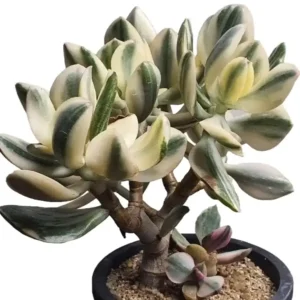 Kuberaksha ‘Lemon & Lime’ (‘Variegated Jade’) Crassula ovata