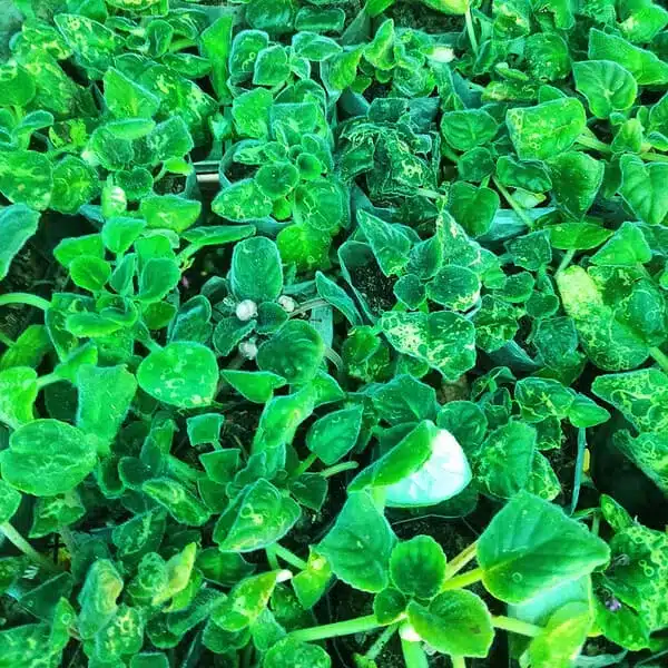 African Violets (Random Color) - Image 5