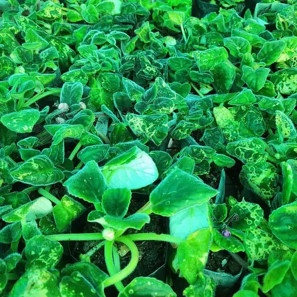 African Violets (Random Color) - Image 6