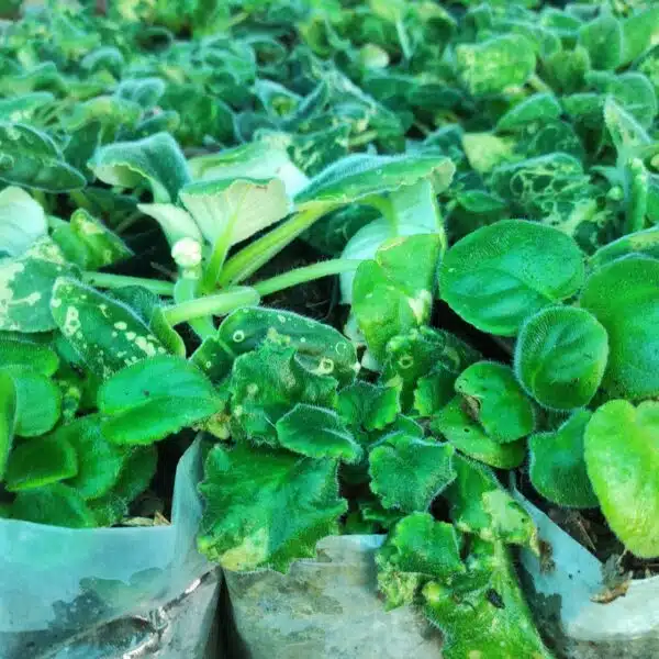 African Violets (Random Color) - Image 7