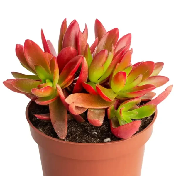 Crassula Campfire (Red Pagoda, Red Flames Plant)