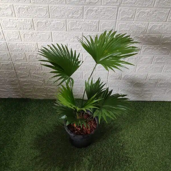 Livistona Chinensis (Chinese fan palm/Fountain palm) XL Size - Image 3
