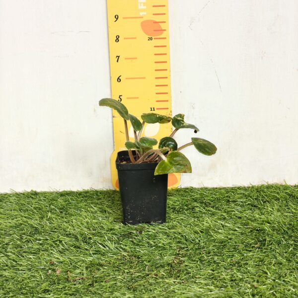 African Violets (Random Color) - Image 4