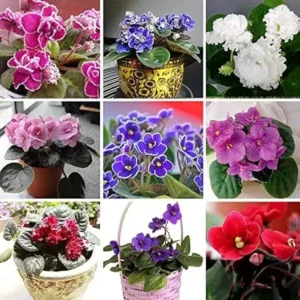 African Violets (Random Color)