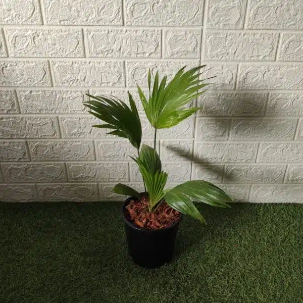 Livistona chinensis (Chinese fan palm/Fountain palm) - Image 4