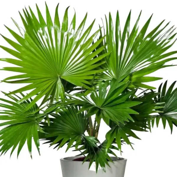 Livistona Chinensis (Chinese fan palm/Fountain palm) XL Size - Image 7