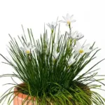 White Rain Lily (Zephyranthes Candida)