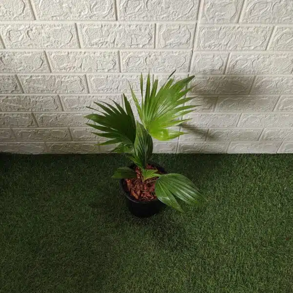 Livistona chinensis (Chinese fan palm/Fountain palm) - Image 2