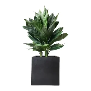 Chamaedorea Metallica Palm