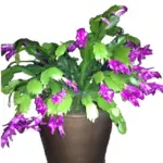 Schlumbergera truncata (Thanksgiving Cactus) Purple plant