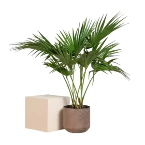 Livistona chinensis (Chinese fan palm/Fountain palm)