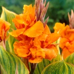Canna Striata (Pretoria)