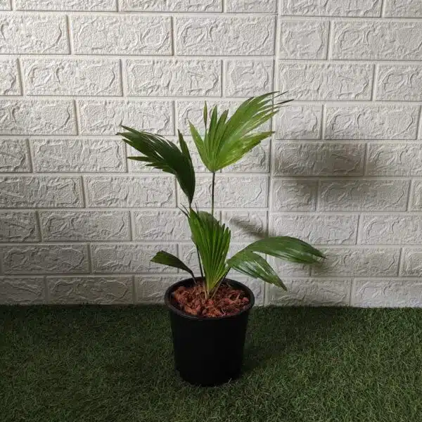 Livistona chinensis (Chinese fan palm/Fountain palm) - Image 3