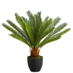 Sago Palm (Cycus Revoluta)