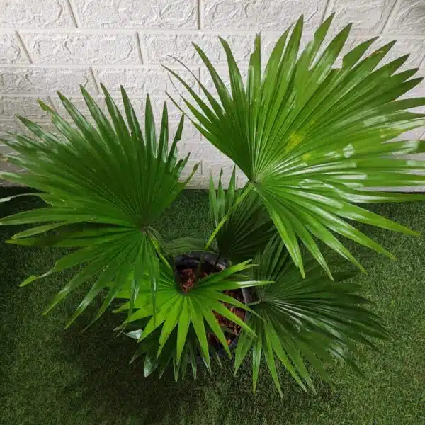 Livistona Chinensis (Chinese fan palm/Fountain palm) XL Size - Image 4