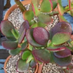 Kuberaksha ‘Ruby’ (Crassula Ovata)