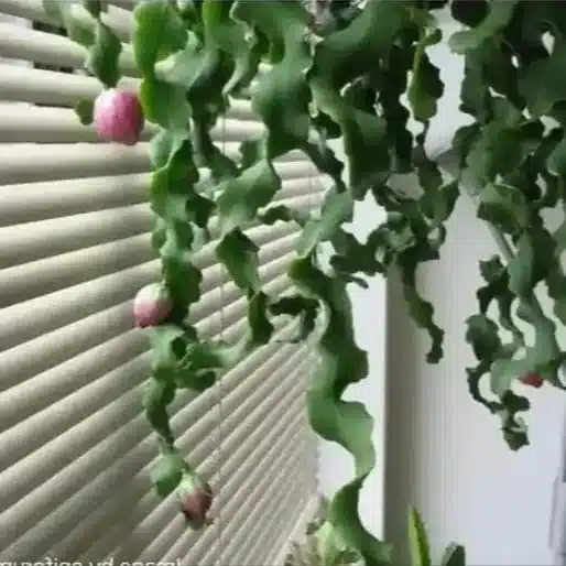 Dwarf Twisted Sweet Dragon Fruit/Epiphyllum Guatemalense Monstroe Curly Sue Locks Plant