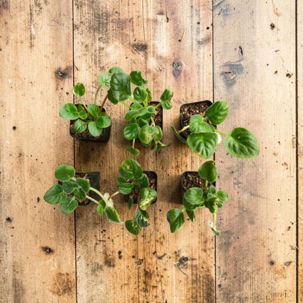 African Violets (Random Color) - Image 2