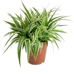 Spider Plant ‘Reverse Variegation’