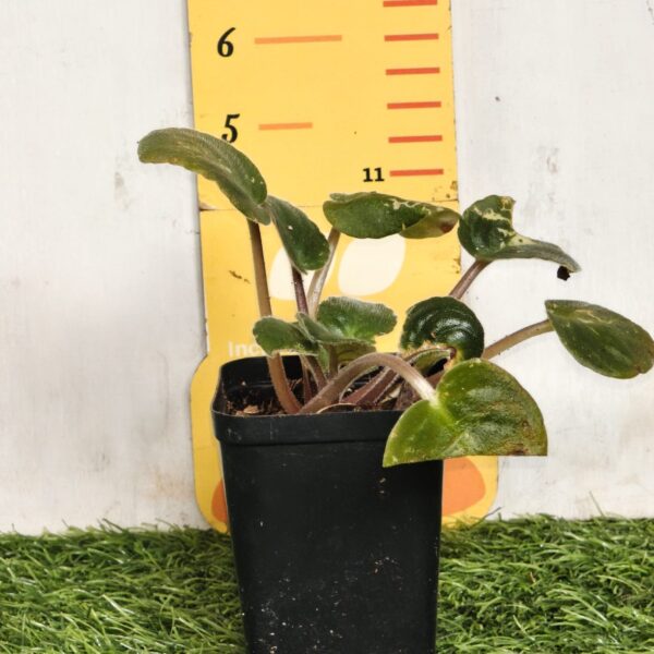 African Violets (Random Color) - Image 5
