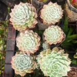 Echeveria