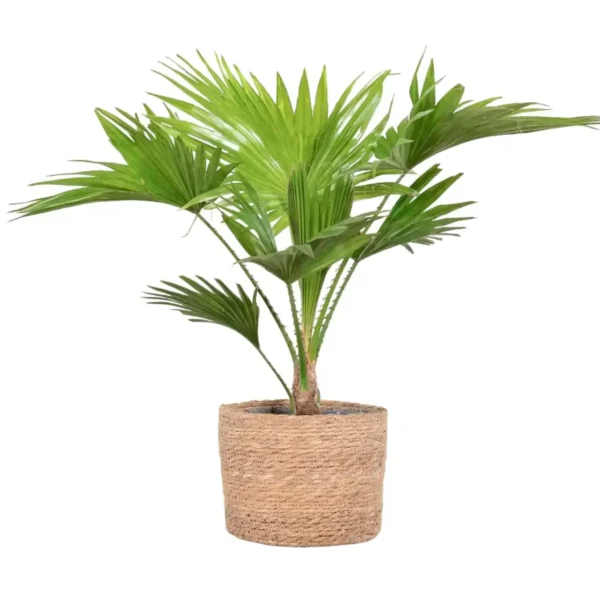 Livistona Chinensis (Chinese fan palm/Fountain palm) XL Size - Image 6