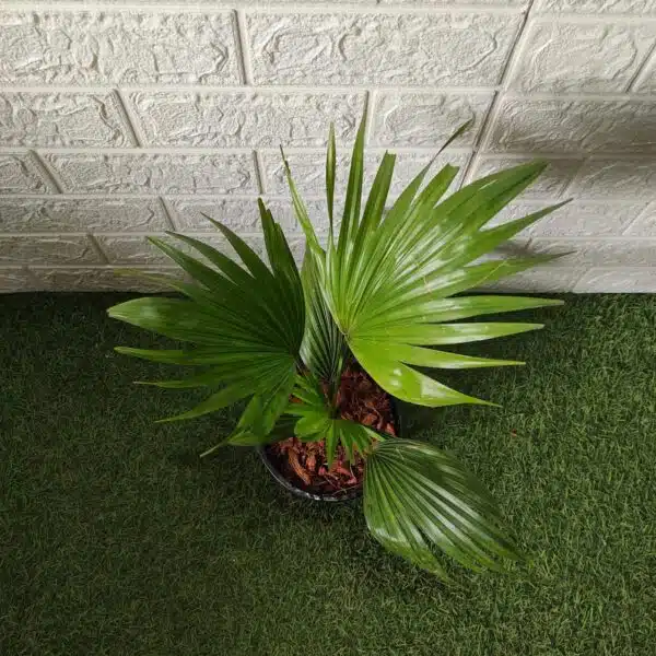 Livistona chinensis (Chinese fan palm/Fountain palm) - Image 5
