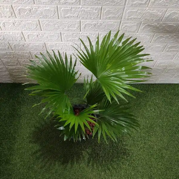 Livistona Chinensis (Chinese fan palm/Fountain palm) XL Size - Image 5