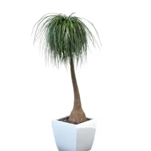 Beaucarnea recurvata (Nolina/Ponytail/Elephant’s foot Palm)