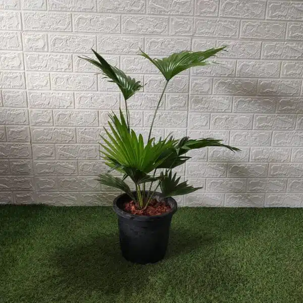 Livistona Chinensis (Chinese fan palm/Fountain palm) XL Size - Image 2