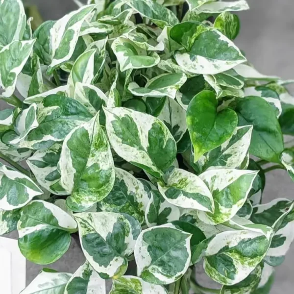 Pearls and Jade Pothos (Epipremnum aureum 'Pearls and Jade') - Image 2
