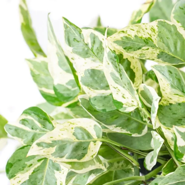 Pearls and Jade Pothos (Epipremnum aureum 'Pearls and Jade') - Image 3